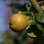 Pyrus communis 'Beech Hill' sierpeer